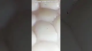 chicken under microscope 🔬#shortsfeed #shorts # shotsvideo#shortsviral #viralreels # viralvideo