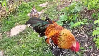 Prírodná jedlá záhrada - 4.diel (Hanka Sekulová)