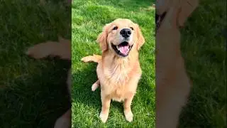 cute golden retriever Dog barking #puppy #dog #dogvideos #pets #cutedog #youtubeshorts #cute #shorts