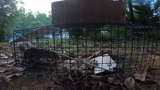 Catching An Eastern Gray Squirrel In A Humane Live Havahart Trap