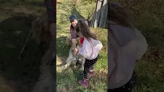Oaie cu Lapte &icirc;n Noiembrie .Maxim Costan