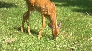 2 white-tailed deer (Odocoileus virginianus) fawns by Alumni Field in Hackettstown, NJ.