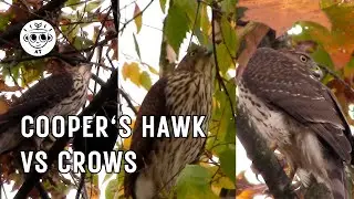 Cooper's Hawk vs Crows | Urban Wildlife