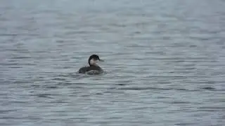 Black-necked Grebe, Svasso piccolo (Podiceps nigricollis)