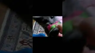 кот не отпускай мяч