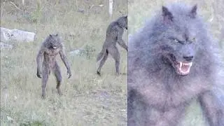Drone Footage Accidentally Captures DOGMAN Pack in Remote Forest &mdash; They're NOT Alone &mdash; Dogman Story