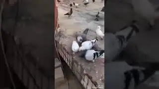 Pingons King Sheikh Issa