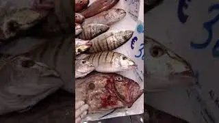 Pizzi Pizzi Pescheria Napoli Dicembre 2024