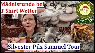 M&auml;dels Pilz Tour zu Silvester - Austernpilze sammeln bei T-Shirt Wetter - Happy New Pilz Year!
