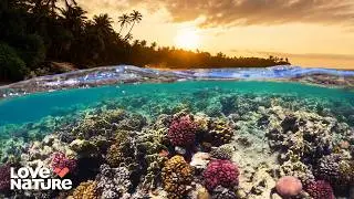 The Largest Coral Reef in the WORLD! | Pacific 102