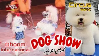 dhoom international circus  Dog Show 2025: Best in Show Amazing Dog Performs dog racing