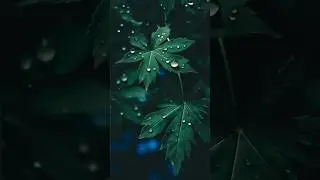 Dark Green Preset - Photography | Free Lightroom Presets XMP & DNG Lightroom Tutorials