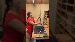 Cobra venom extraction