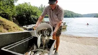 Hécatombe de poissons dans le Rhin