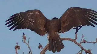 SWFL Eagles_Both Hunt For Duck - 