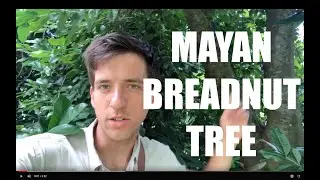 Breadnut - The Mayan Tree That Could Feed The Masses
