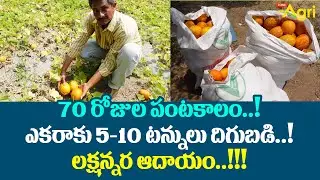 Dosakaya, Yellow Cucumber Cultivation | 70రోజుల పంటకాలం..! ఎకరాకు 5-10టన్నుల దిగుబడి.. Tone Agri