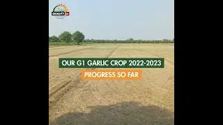Bookings are now open for the 2023 Crop | NARC H-G1 Garlic | Quality 1st Farms