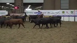 Nickelz N Dimez: Non-Pro at 2024 American Royal Cutting