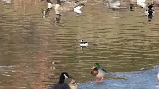 bufflehead duck diving