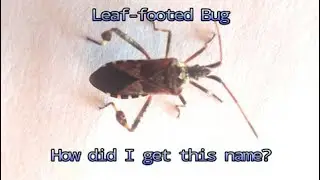 Leaf-footed Bug: Acanthocephala spp