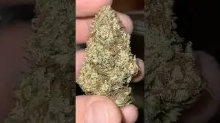 After harvest/drying Mimosa x Orange Punch 🍑👊🏼🥶 Outdoor #cannabisdaily #outdoors #turbowuchs