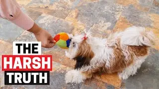 Shih Tzu's Personality: The Good, the Bad, and the Ugly