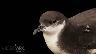 A critically endangered and federally threatened &lsquo;a&rsquo;o or Newell's shearwater (Puffinus newelli)