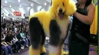 Barkleigh's Creative Styling Contest (extreme colored dogs)