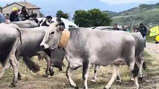 Transumanza Picerno 24 maggio 2025