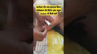 how to give Intramamry tube in teat ! treatment of mastitis in cattle #shortvideo #ytshorts #viral