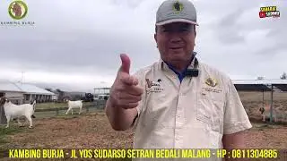 Belajar Kambing Boer Langsung di Mountain Top Boer Goat - Australia