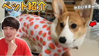 視聴者のペットを紹介してみたら可愛すぎたｗｗｗ