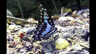 Mud Puddling- Common Jay butterfly