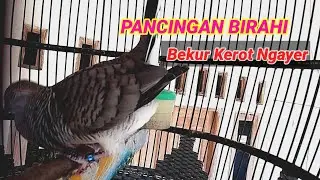 PERKUTUT BANGKOK BIRAHI,COCOK UNTUK PANCINGAN