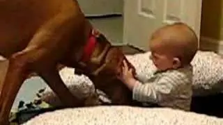 Vizsla Meeting Baby