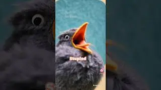 piha bird voice