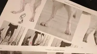 FURRY 101: Body-ody - How to Draw Anthro Furry Bodies!