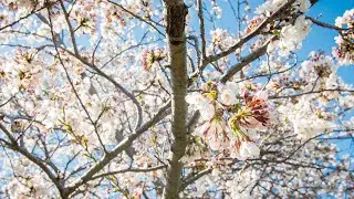 The High Park cherry blossoms in Toronto have reached peak bloom