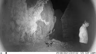 Retesting My Two Faulty Toguard H80 20MP Trail Wildlife Cameras. Brittany France.