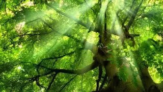 🌲WOOD WIDE WEB🌲of TREES🌲🎋#tree #treehugger #forest #nature #animals #spiritanimals #healing #trees