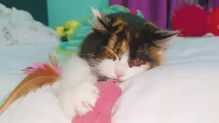 5 Crazy Effective Cat Training Hacks You Need to Try Now