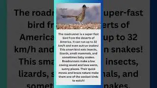 This Bird Runs Faster Than You Think!  Roadrunner Facts #roadrunner #birdfacts #shorts #fastestbird