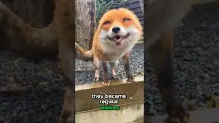 Isn&rsquo;t kindness that makes us human? #shorts #rescueanimals #fox #rescue