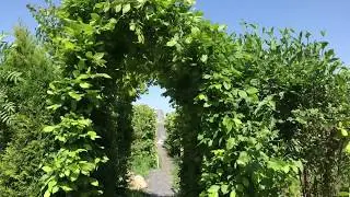 Арка из граба