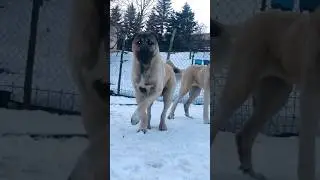 &iexcl;As&iacute; crece un Kangal Turco!