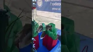 # 624 Механическая колибри
