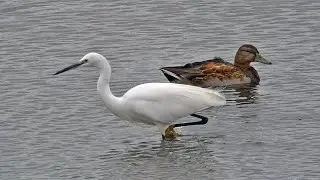 Little Egret Facts - Hunting Technique and Diet