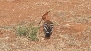 Hoopoe Searching Food in Field