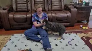 Meet Thorn Aussiedoodle discounted 50% off. His estimated adult weight 20 -25 lbs text 904-838-9628